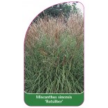 miscanthus-sinensis-rotsilber-a1