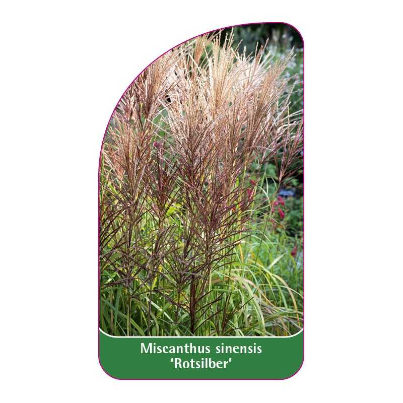 miscanthus-sinensis-rotsilber-b1