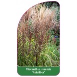 miscanthus-sinensis-rotsilber-b1