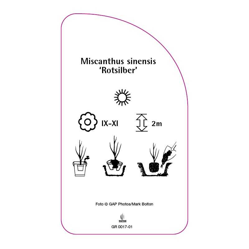 miscanthus-sinensis-rotsilber-b0