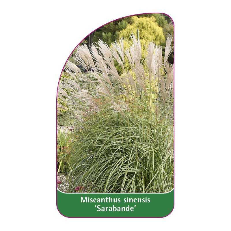 miscanthus-sinensis-sarabande-1