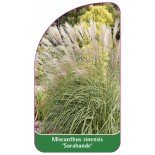 miscanthus-sinensis-sarabande-1