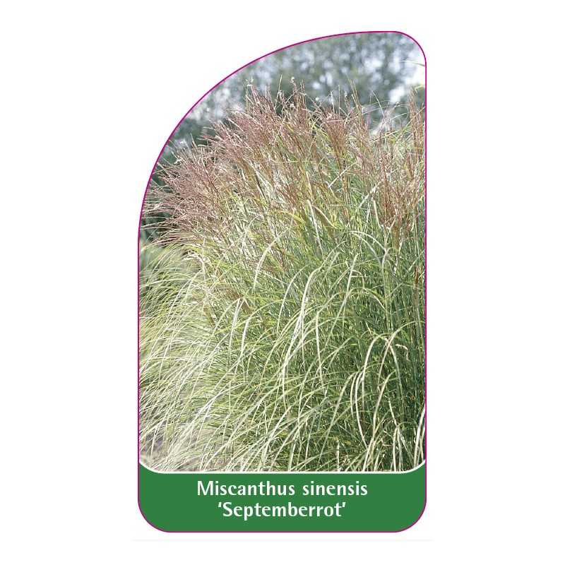 miscanthus-sinensis-septemberrot-a1