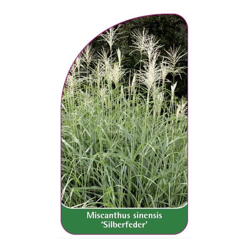 miscanthus-sinensis-silberfeder-1