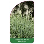 miscanthus-sinensis-silberfeder-1