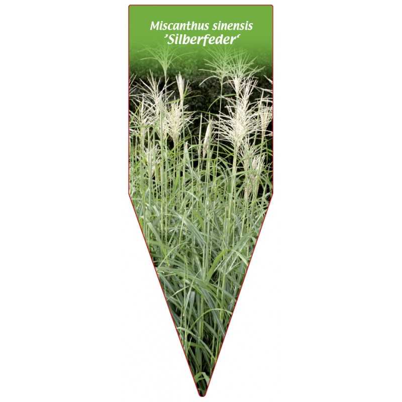 miscanthus-sinensis-silberfeder-b1