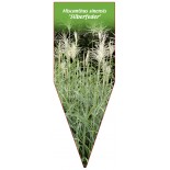 miscanthus-sinensis-silberfeder-b1