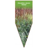 miscanthus-sinensis-sirene-b1