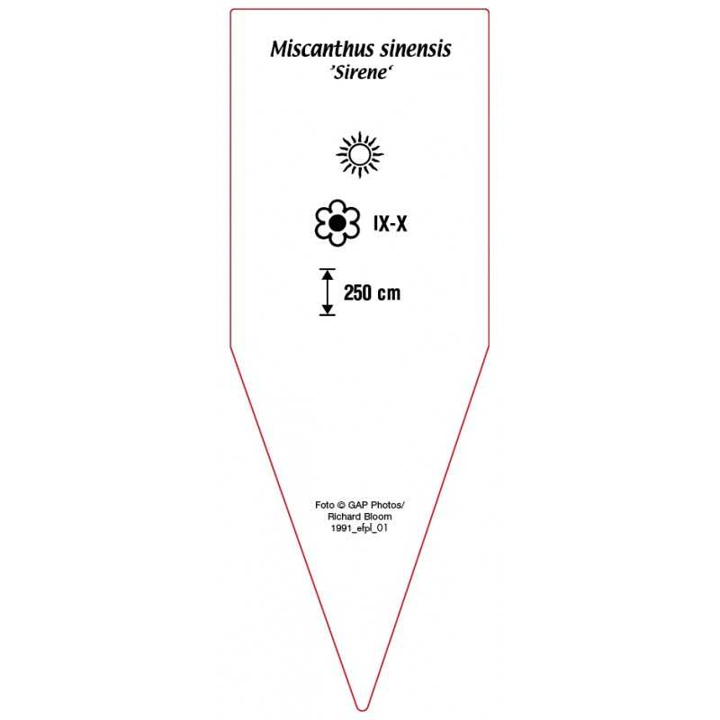 miscanthus-sinensis-sirene-b0