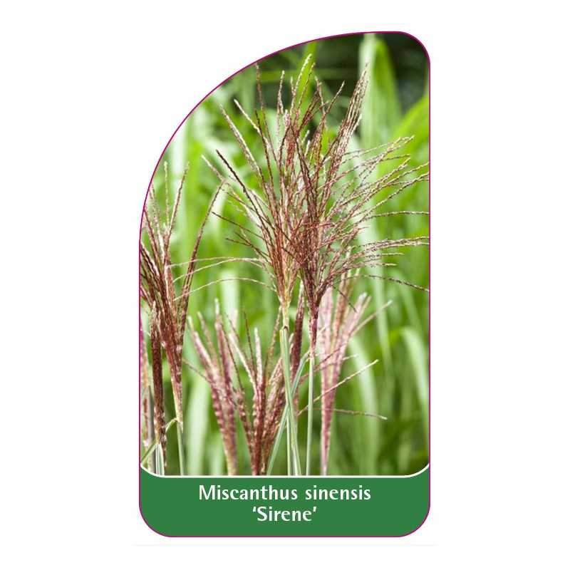 miscanthus-sinensis-sirene-a1