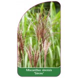 miscanthus-sinensis-sirene-a1