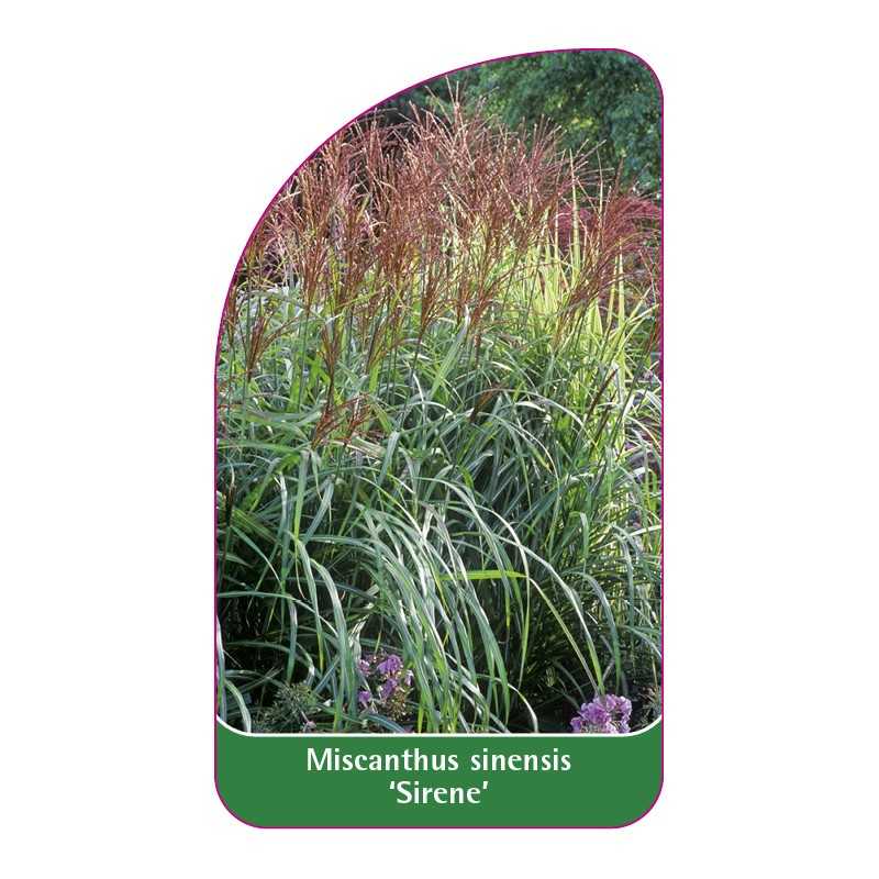 miscanthus-sinensis-sirene-b1