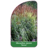 miscanthus-sinensis-sirene-b1