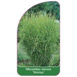 miscanthus-sinensis-strictus-1