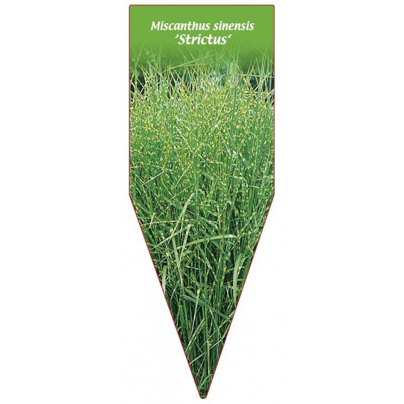 miscanthus-sinensis-strictus-1