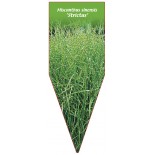 miscanthus-sinensis-strictus-1