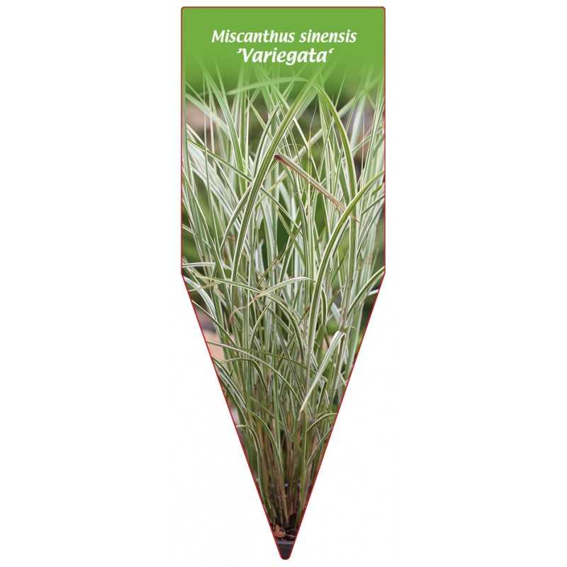 miscanthus-sinensis-variegata-b1