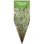 miscanthus-sinensis-variegata-b1