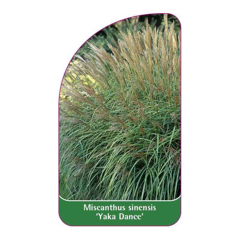 miscanthus-sinensis-yaka-dance-1