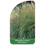 miscanthus-sinensis-yaka-dance-1