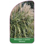 miscanthus-x-sinensis-memory-a1