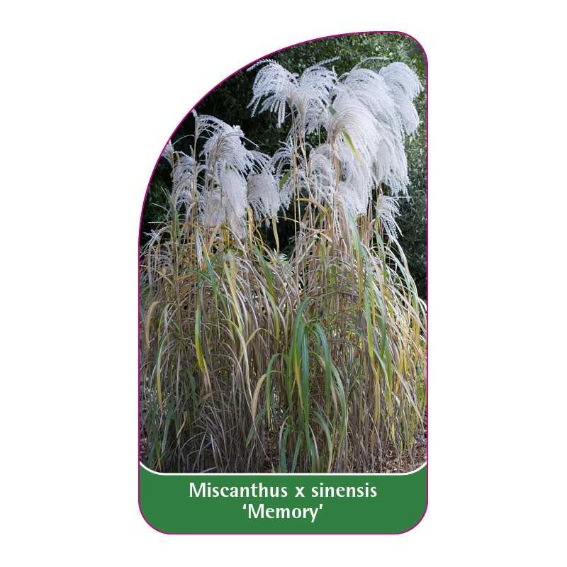 miscanthus-x-sinensis-memory-b1