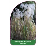 miscanthus-x-sinensis-memory-b1