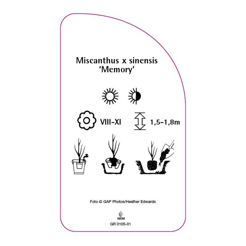 miscanthus-x-sinensis-memory-b0