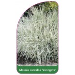 molinia-caerulea-variegata-a1