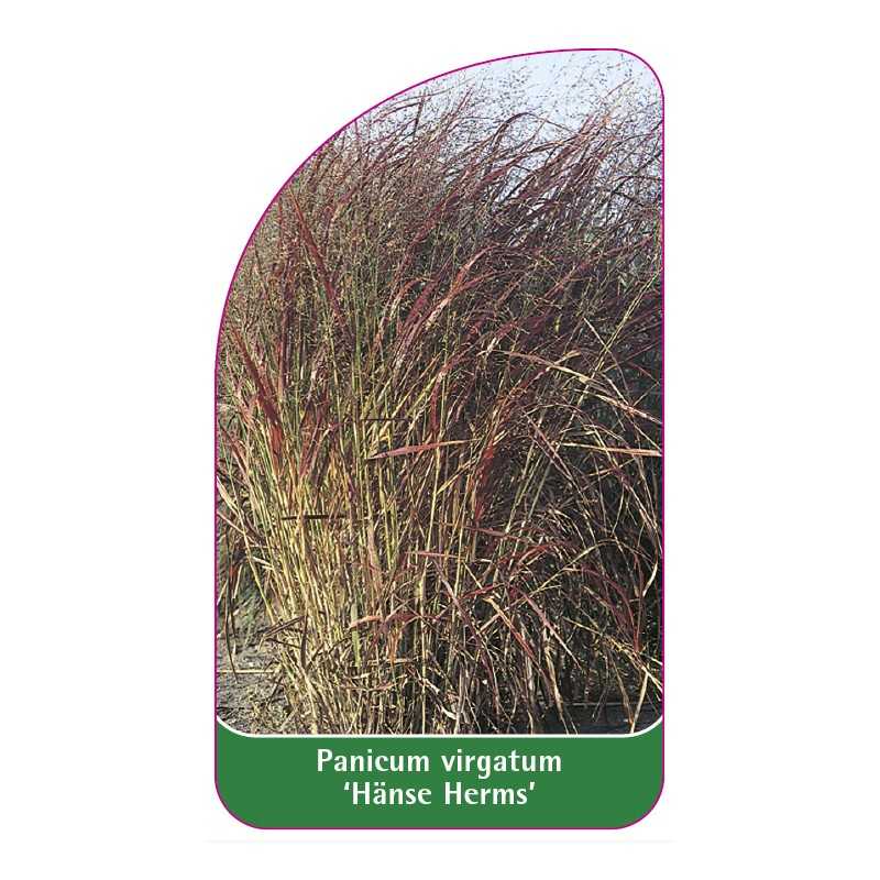 panicum-virgatum-hanse-herms-a1