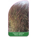 panicum-virgatum-hanse-herms-a1