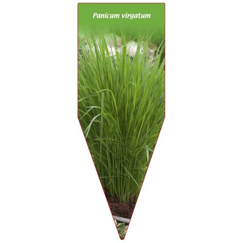 panicum-virgatum1