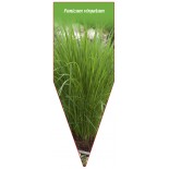 panicum-virgatum1