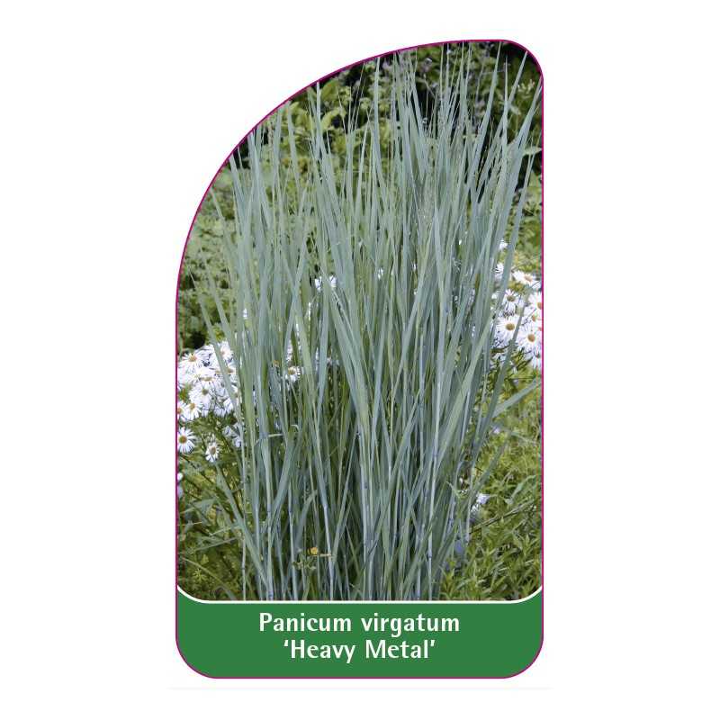 panicum-virgatum-heavy-metal-1