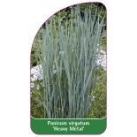 panicum-virgatum-heavy-metal-1