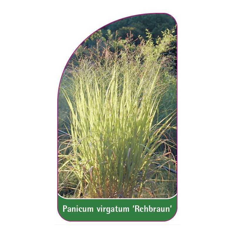 panicum-virgatum-rehbraun-a1