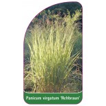 panicum-virgatum-rehbraun-a1