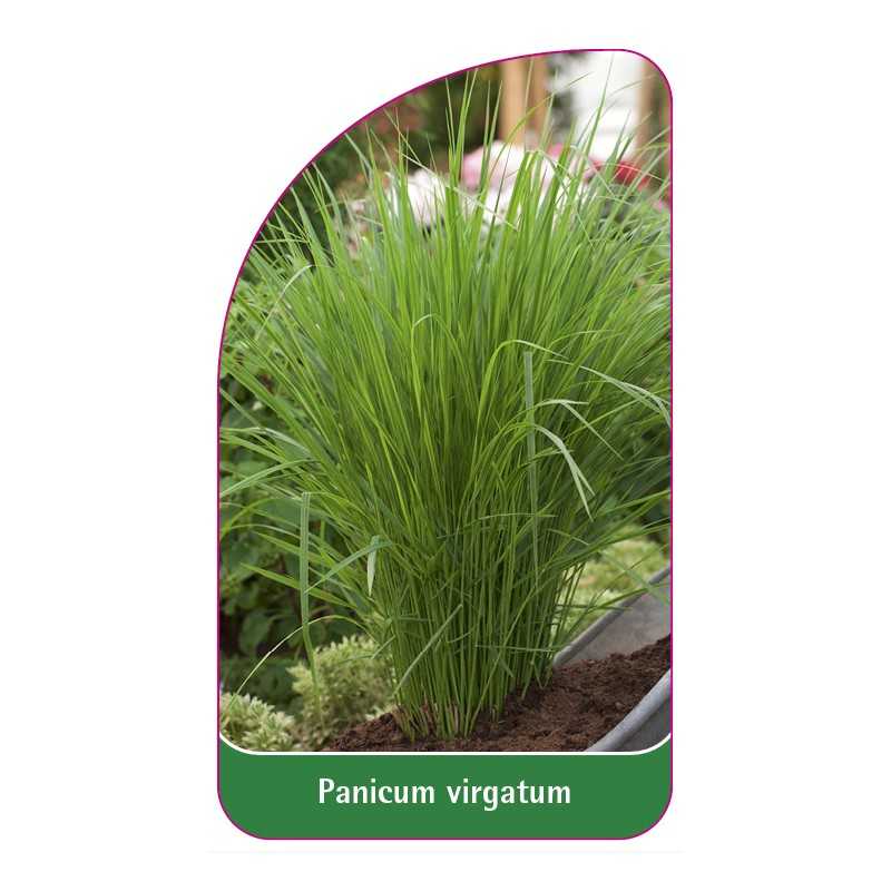 panicum-virgatum-b1