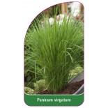 panicum-virgatum-b1