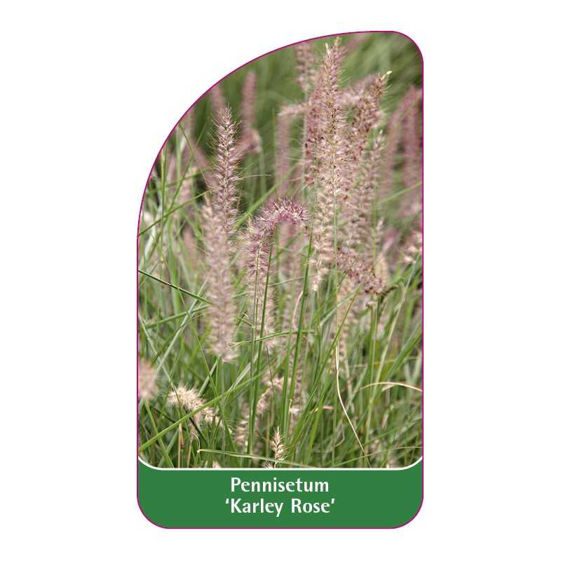 pennisetum-karley-rose-1