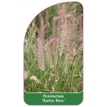 pennisetum-karley-rose-1