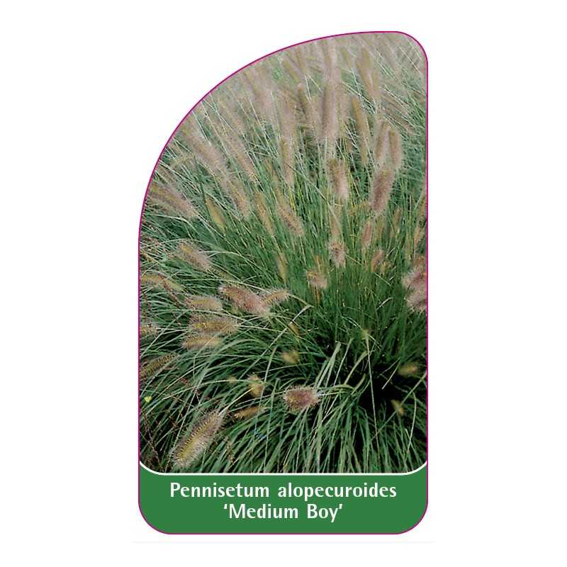 pennisetum-alopecuroides-medium-boy-1