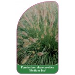 pennisetum-alopecuroides-medium-boy-1