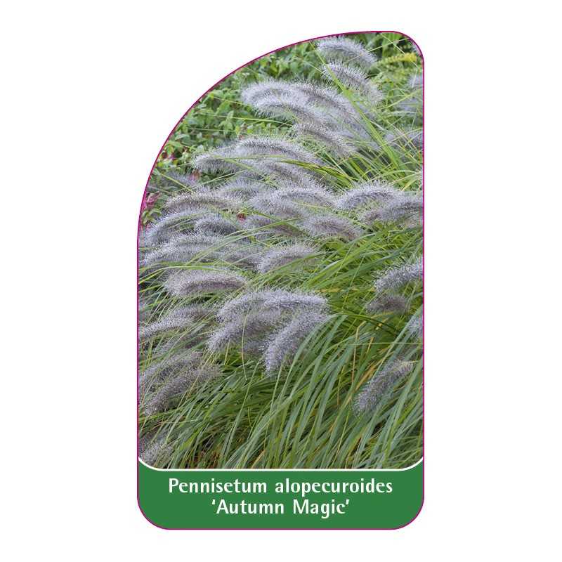 pennisetum-alopecuroides-autumn-magic-b1