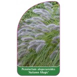 pennisetum-alopecuroides-autumn-magic-b1