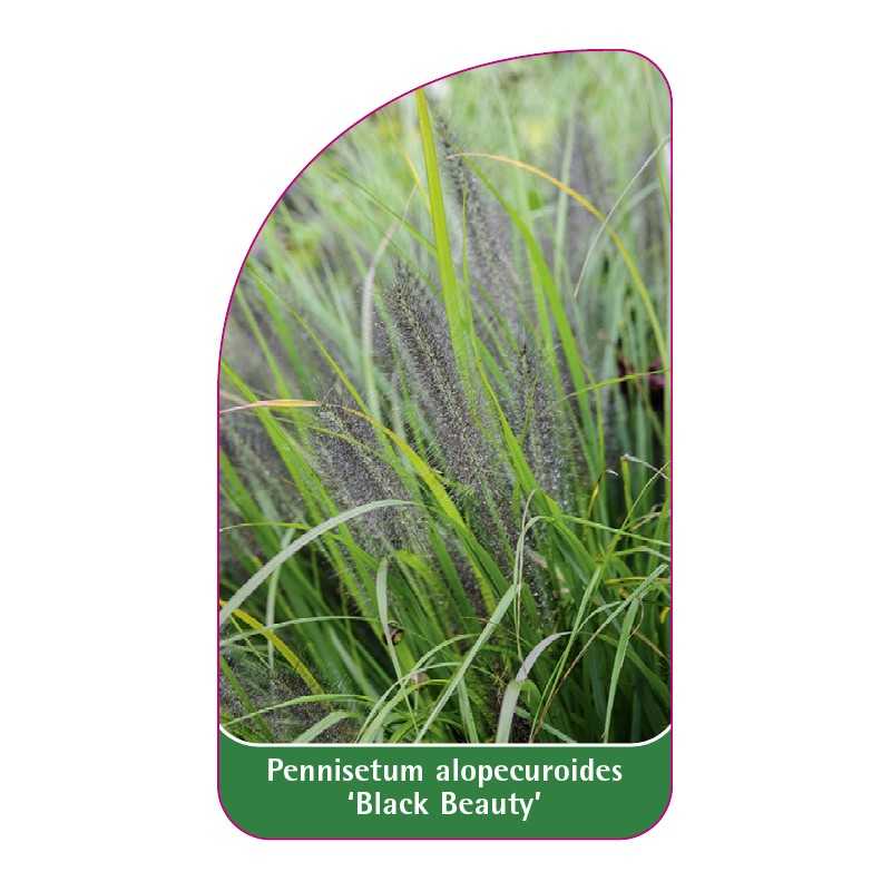 pennisetum-alopecuroides-black-beauty-1