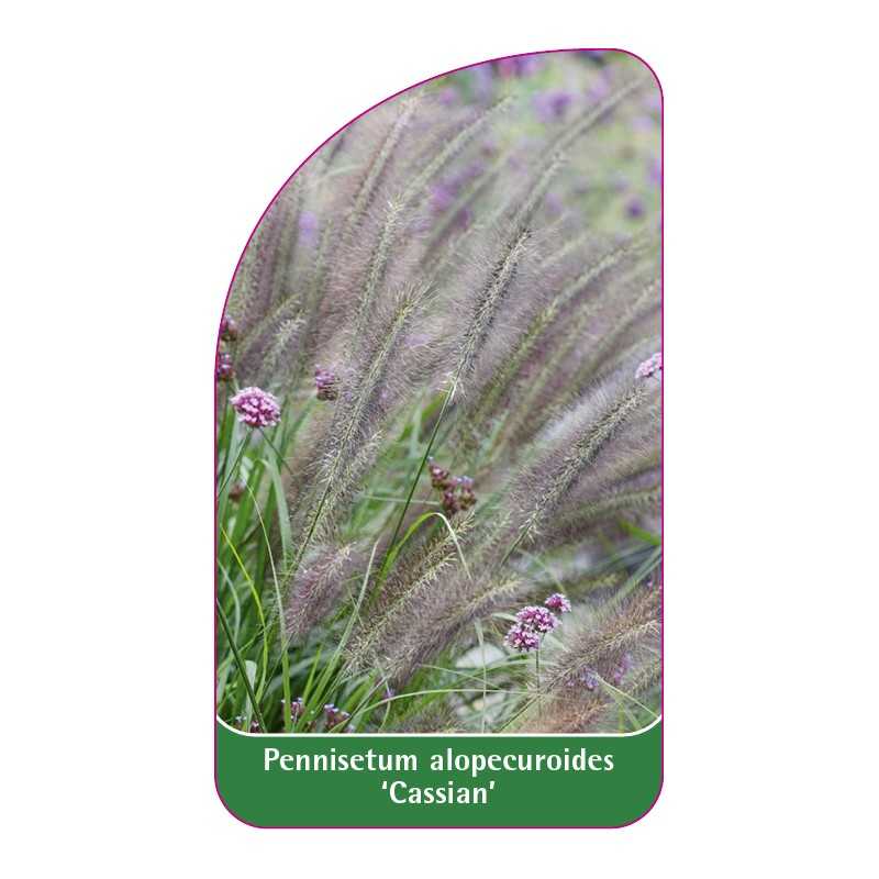 pennisetum-alopecuroides-cassian-1