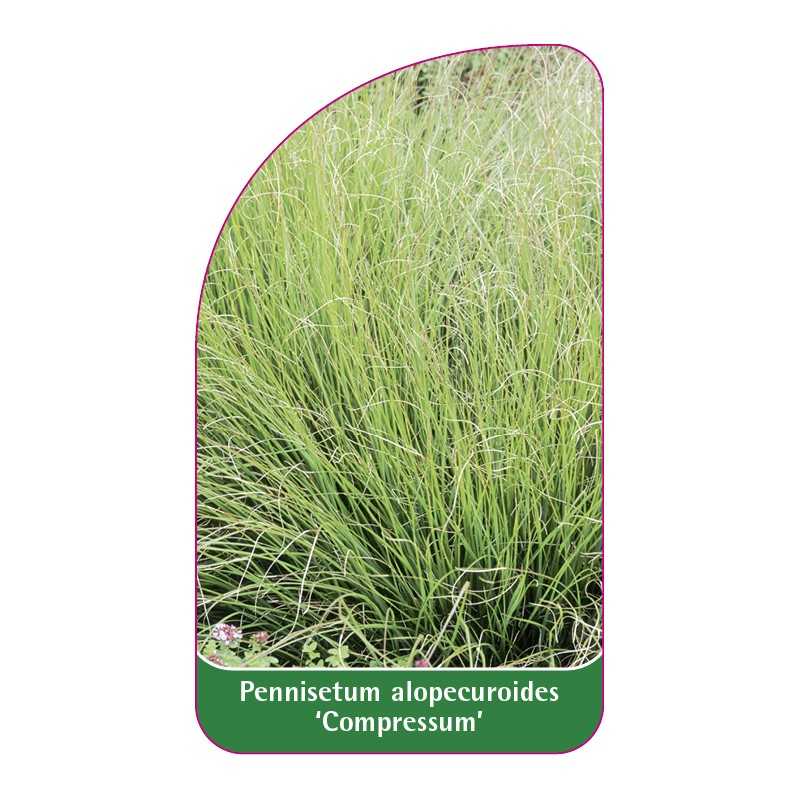 pennisetum-alopecuroides-compressum-1