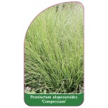 pennisetum-alopecuroides-compressum-1