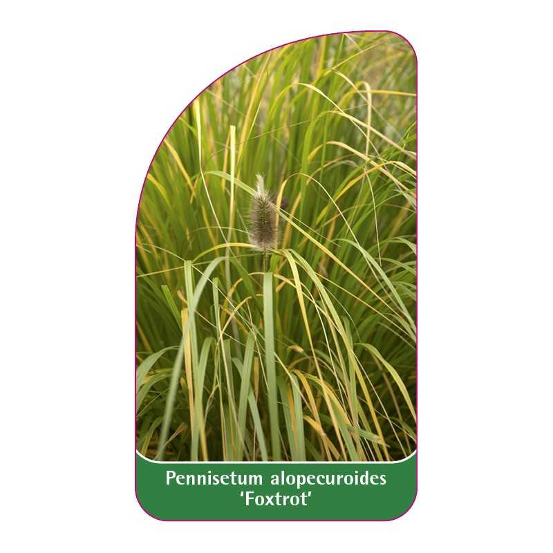 pennisetum-alopecuroides-foxtrot-1